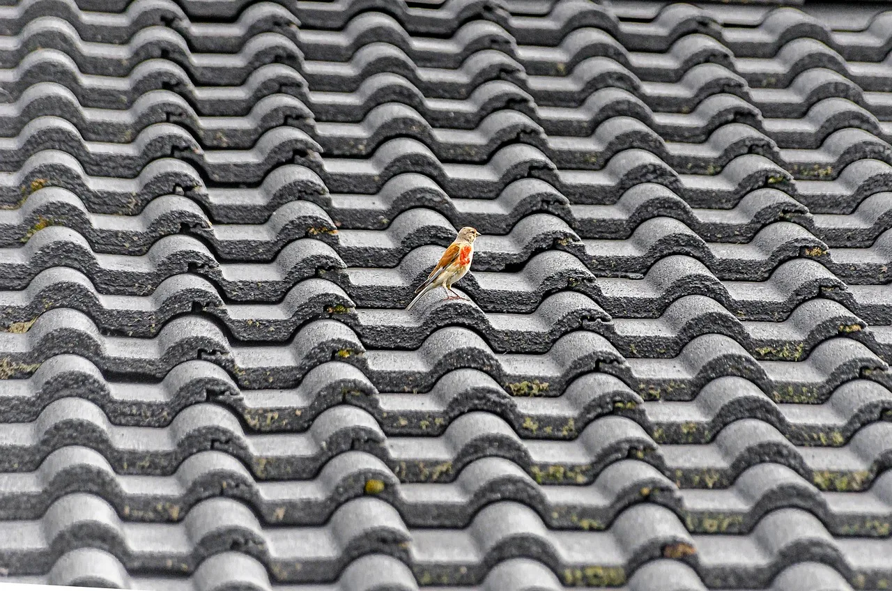 roofing, roof, tile, bird, nature, sparrow, building. Roofing Contractor Business Insurance Basics