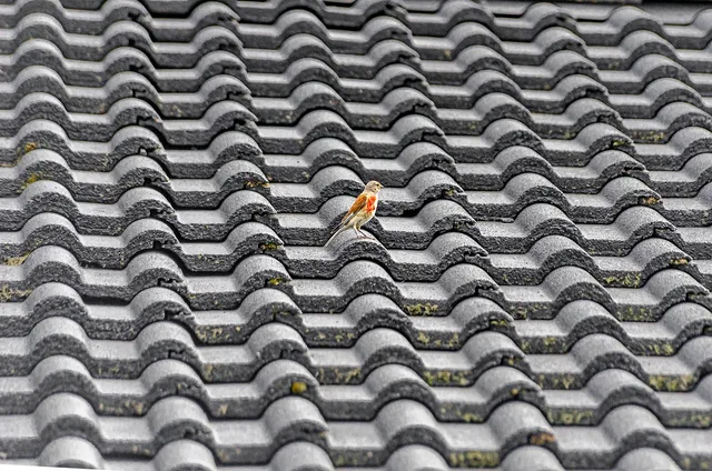 roofing, roof, tile, bird, nature, sparrow, building. Roofing Contractor Business Insurance Basics