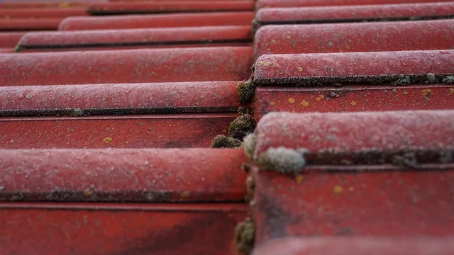 roof tiles, roof, moss, mossy, roofing, red, green, nature, house, plants, wet. How much to pay roofing contractor staff